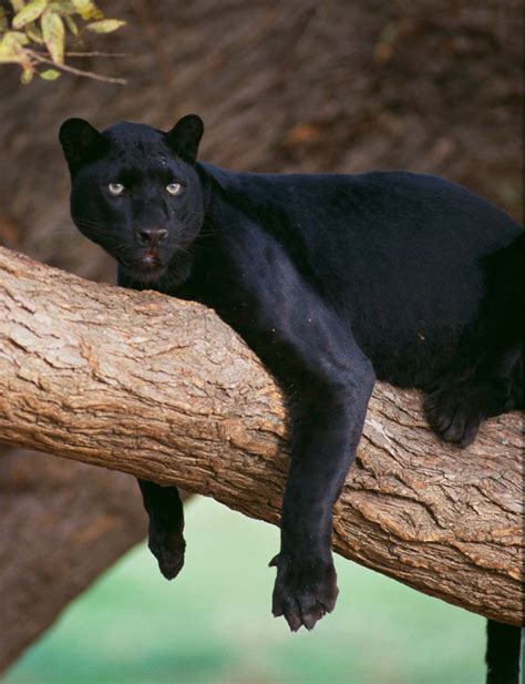 The Challenges of Caring for a Domestic Black Panther