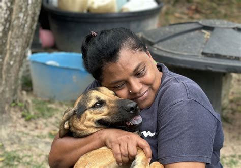 The Challenges of Stray Animals in Searching for Affection and Nurturing