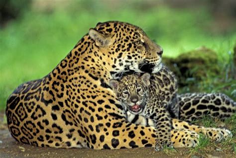 The Challenges of Taking Care of a Domesticated Panthera Onca