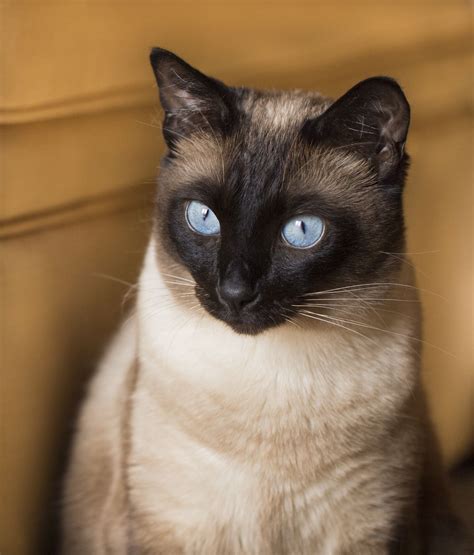 The Characteristics and Behavior of Siamese Felines