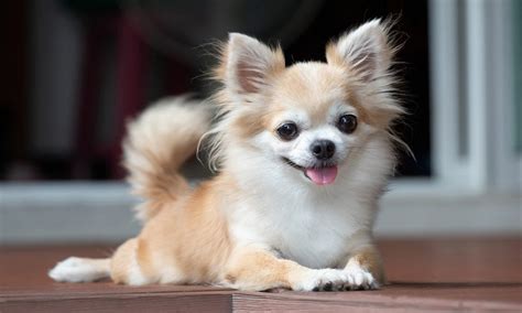 The Chihuahua Breed: Personality and Traits That Will Steal Your Heart