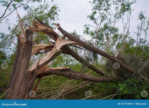 The Collapsing Tree: An Emblematic Vision