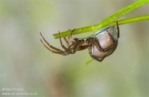 The Combination of Arachnids and Aquatic Environments in Oneiric Experiences