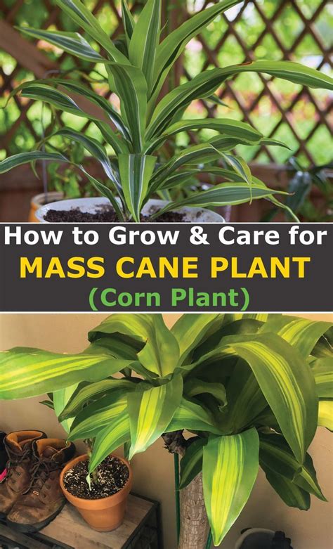 The Complete Manual for Growing and Maintaining an Exquisite Corn Haven