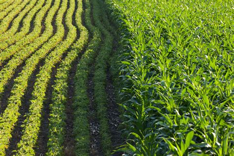 The Complexities of Corn Farming and its Ecological Implications