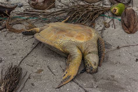 The Concept of a Tortoise without its Protective Covering