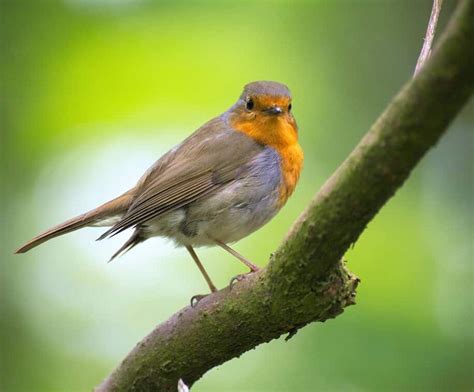 The Connection Between Birds and Freedom