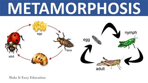 The Connection Between Dark-Colored Rodents in Dreams and Personal Metamorphosis