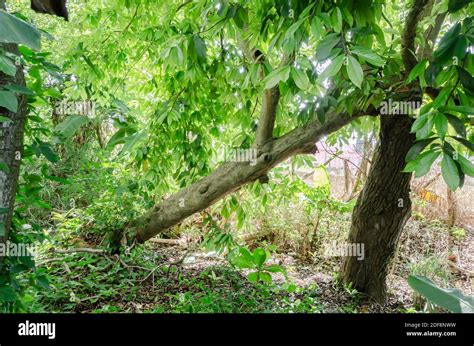 The Connection Between Dreams of Trees Toppling Over and Sensations of Vulnerability