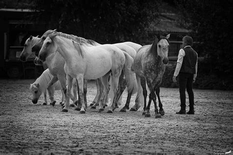 The Connection Between Horses and Freedom in Dreams