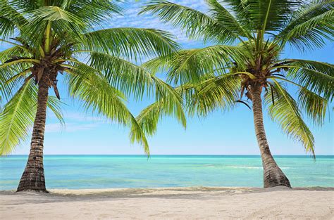 The Connection Between Palm Leaves and Tropical Paradise Imagery