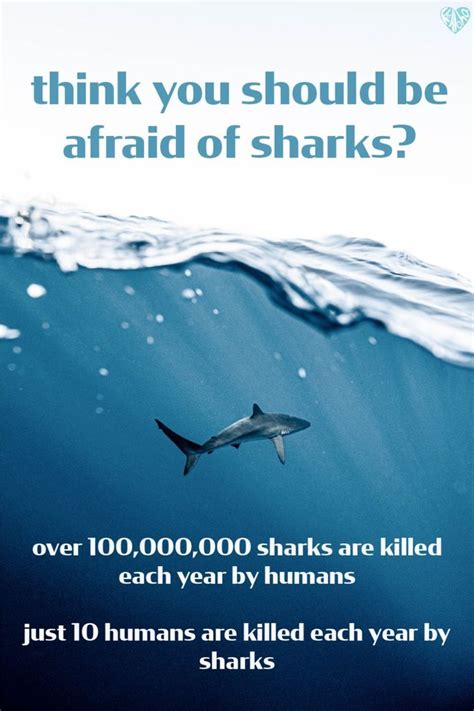 The Connection Between Shark Attacks and Fear