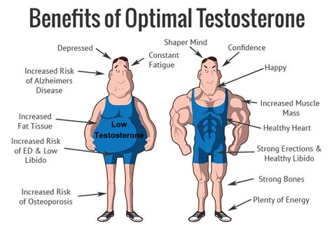 The Connection Between Testosterone and Body Fat