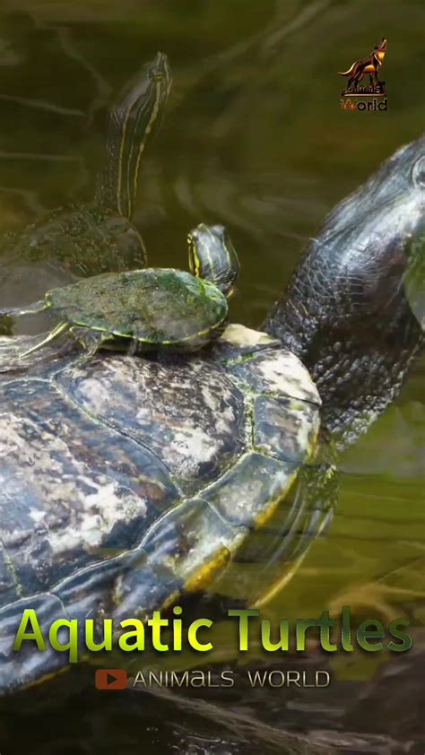 The Connection Between Turtles in Aquatic Environments and Emotional Resilience