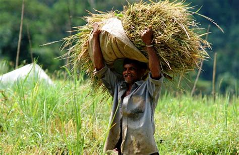 The Connection Between Untreated Ivory Paddy and Prosperity in Visions