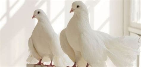 The Connection Between White Pigeons and Love in Dream Analysis