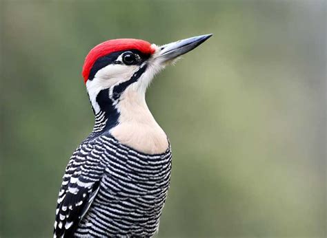 The Connection Between Woodpeckers and Personal Transformation