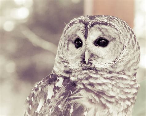 The Connection Between the White Grey Owl and Intuition