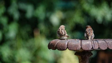 The Connection between Avian Congregations and Nature's Balance