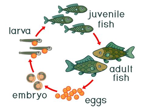 The Connection between Fish Metamorphosis and Individual Growth