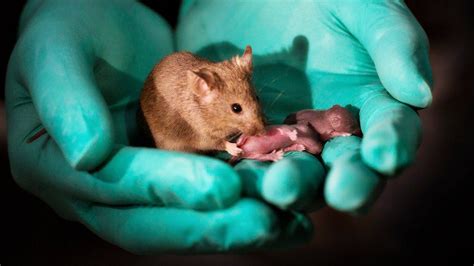 The Connection between Mice Babies and Your Inner Child