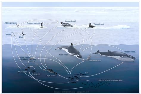 The Connection between Miniature Whales and Their Ecosystem