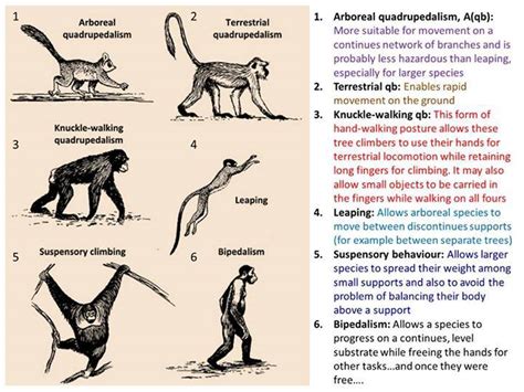 The Connection between Primates and Dreams of Autonomy