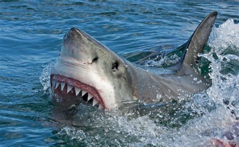 The Connection between Shark Fights in Dreams and Personal Relationships