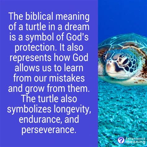 The Connection between Turtles and Transformation: Understanding the Symbolic Journey of Growth