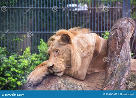 The Connection between a Sick Lion and Personal Health in Dreams