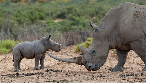 The Conservation Challenges Faced by Rhinos