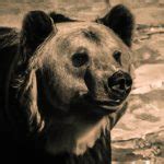 The Conservation Efforts Supporting Bear Populations