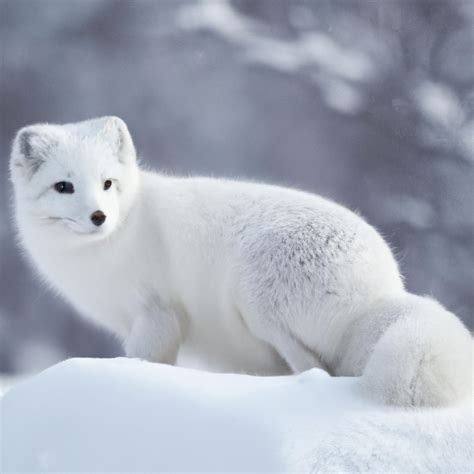 The Conservation Efforts to Protect the Enchanting Arctic Canine