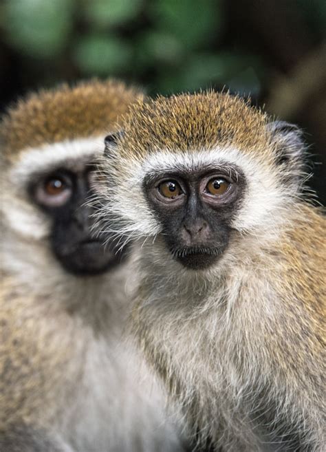 The Conservation Efforts to Safeguard Diminutive Primates