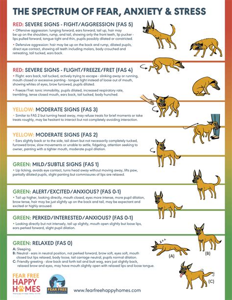 The Correlation Between Canine Dreaming and Behavior