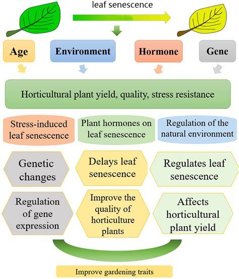 The Correlation between Leaves and Growth: Exploring the Connotations in Dream Analysis