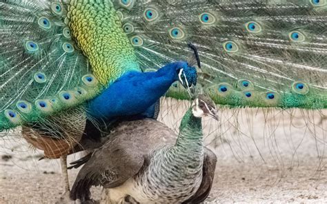 The Courtship Ritual: How Peacocks Utilize Their Plumage to Attract Mates