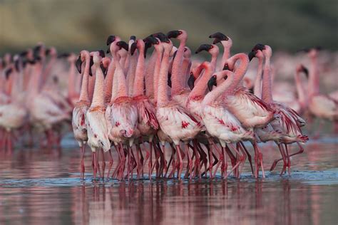 The Courtship Rituals of the Pearly Flamingo: An Alluring Dance of Romance