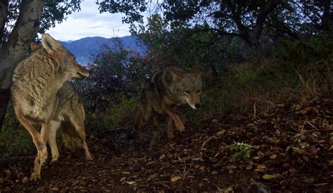 The Coyote Challenge: An Enthralling Encounter Unveiled