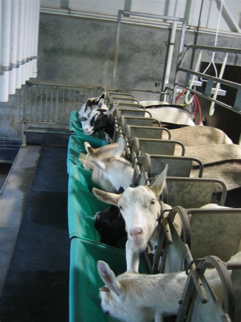 The Craft of Sheep Milking: Approaches and Traditions