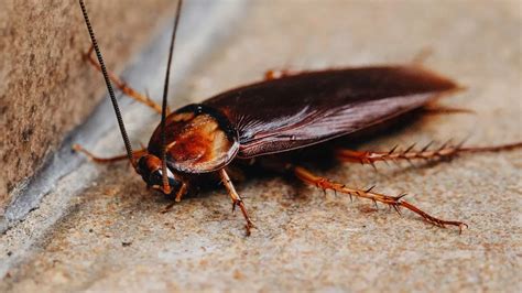 The Creepy Crawlies: Roaches Invade Our Dreams