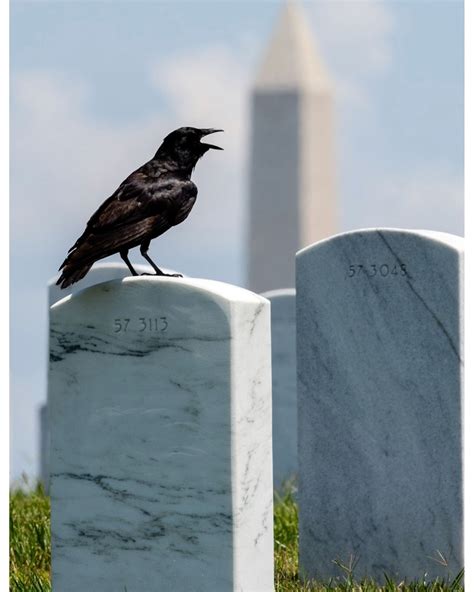 The Crow as a Symbol of Transformation and Change