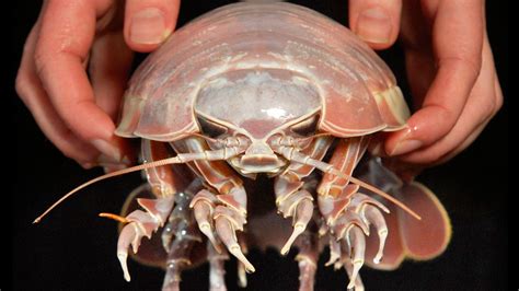 The Cryptic World of the Mysterious Ocean Crustacean