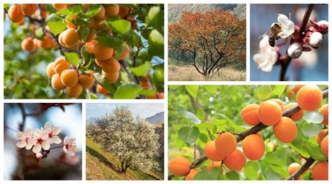 The Culinary Importance of Apricots in Various Cultures