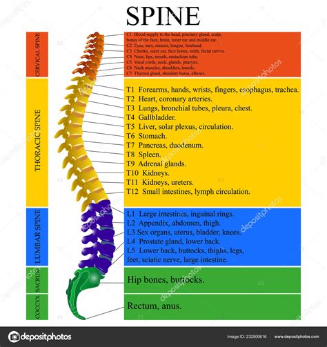 The Cultural Impact on Interpretation of Dreams Relating to the Human Spine