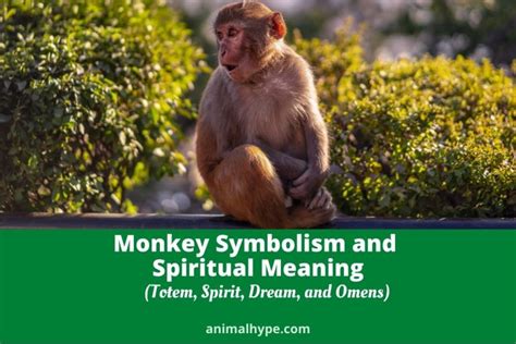 The Cultural Significance: Monkey Eyes as a Symbol of Wisdom and Intuition