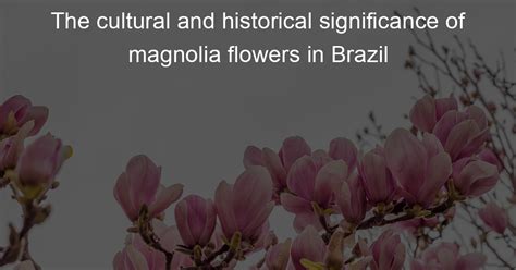 The Cultural Significance and Historical Meaning of Magnolias