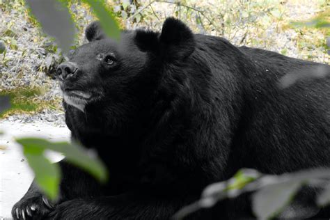 The Cultural Significance of Bears in Indigenous Folklore