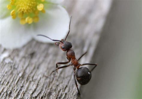 The Cultural Significance of Black Ants in Mythology and Folklore