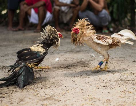 The Cultural Significance of Cockfights